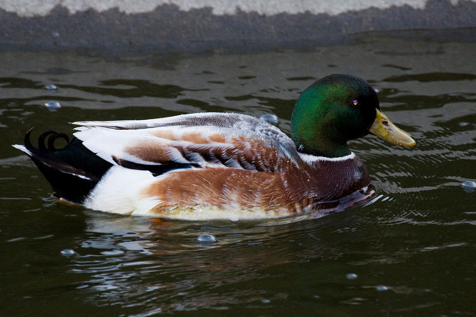 Northern Mallard (Anas platyrhynchos)